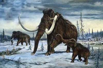 [mamut[4].jpg]