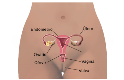 [vagina[5].gif]