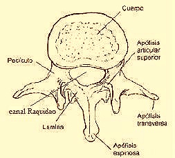 [partes de una vertebra[22].jpg]