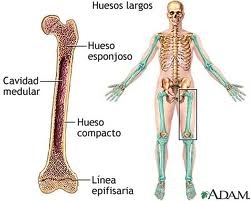 [clases de huesos[4].jpg]