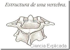 estructura vertebra