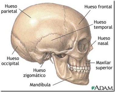 huesos de la cara2