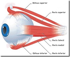 ojo-musculos1