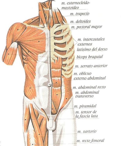 [musculos del tronco[7].jpg]