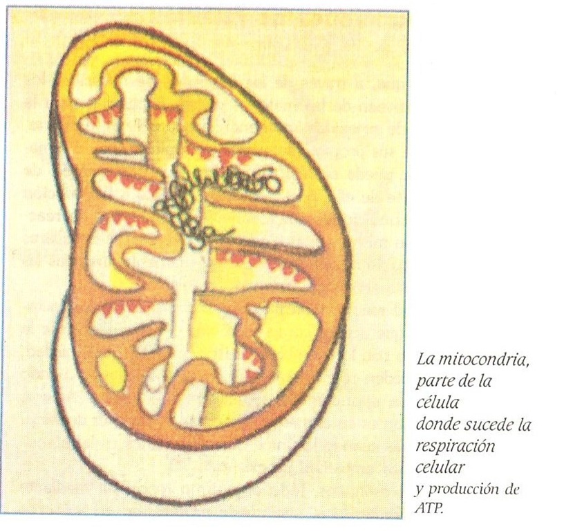[mitocondria[4].jpg]