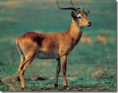 herbivoro