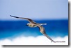 Booby bird in flight, Cook Islands Sept 05