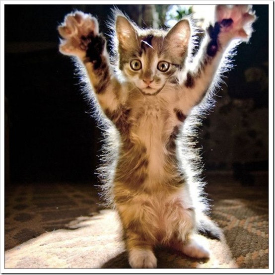 kitty_hands_up-600x600