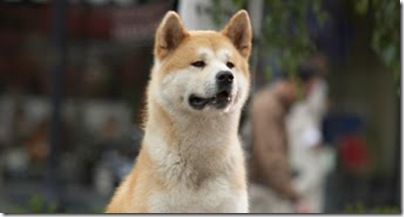 88846-hachi_just_dog_341x182