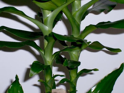 Dracaena fragrans,
fragrant dracaena,
palmillo