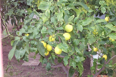 Citrus limon (L.) Burm.F.