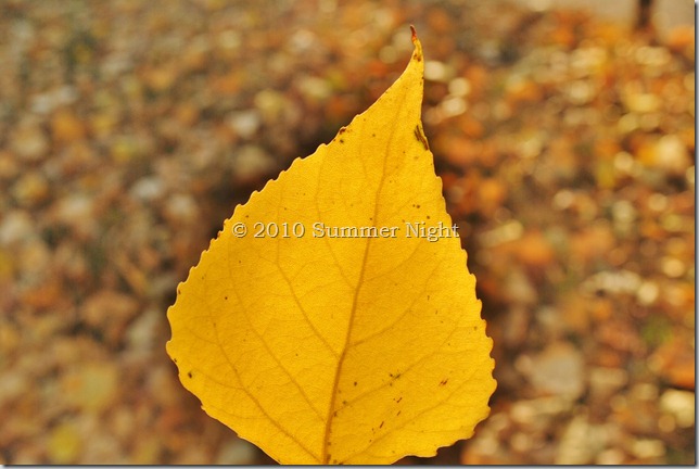 DSC_0207 - Copy