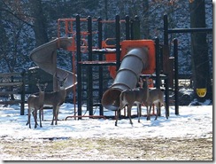 Deer_Herd_in_Playground