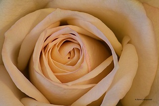 White-Rose_1