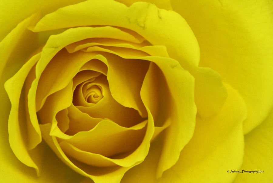 [Yellow_Rose.jpg]