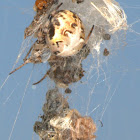 An Orb Weaver with her Trash-Line
