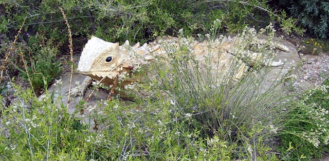 [Cement horned toad 10-7-2009 5-33-31 AM 1575x772[2].jpg]