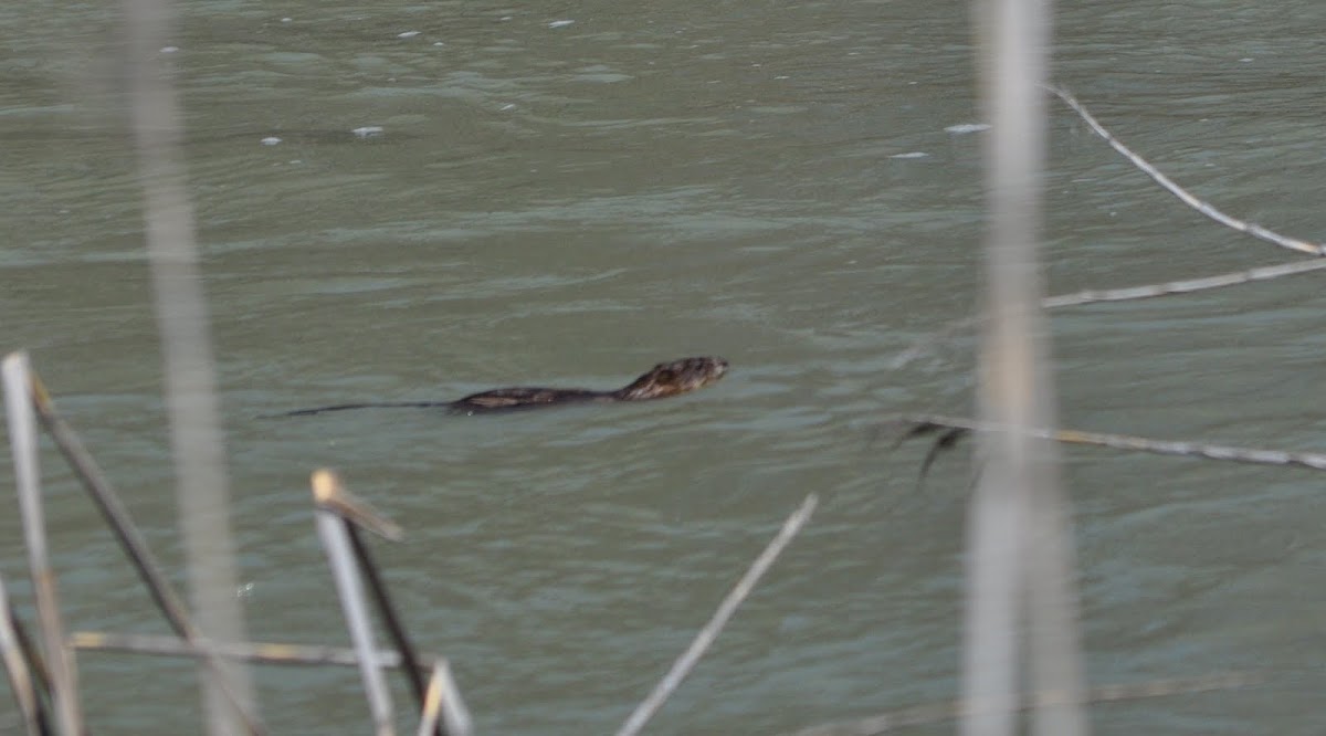 Northern River Otter