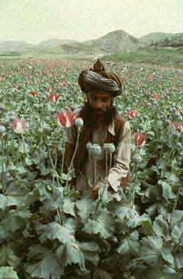 [afghan_poppies[3].jpg]