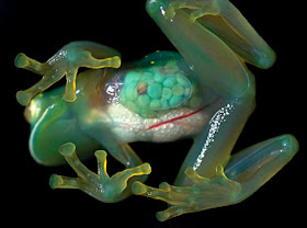 Transparent Frog