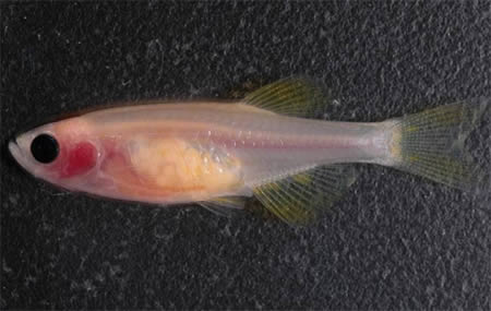 Transparent Zebrafish created by scientists