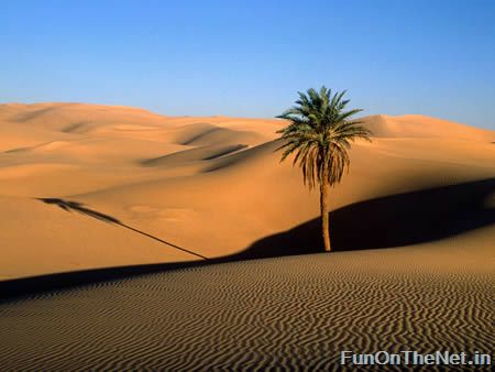 Captivating Deserts