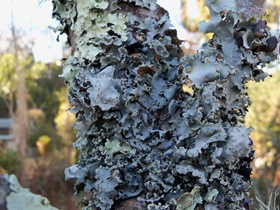 Crested and scaley Lichen