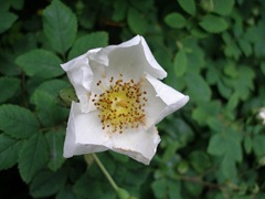 A wild white rose (Rosa canina)