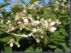 Blackberry flowers (Rubus fruticosus)