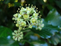 Ivy flower with fly,ivy,hedera helix,flower,fly