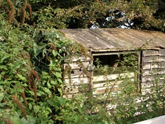 old shed,wooden shed,shed