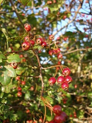 hawthorn berries,crataegus monogyna,berries,berries in the sun