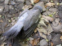 dead pigeon in the track