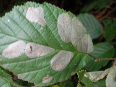 Blisters formed by leaf miners,Phyllonorycter coryli