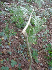 broken ash tree, fraxinus excelsior