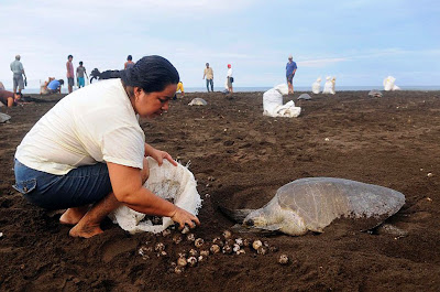Woman Picking Sea Turtles Eggs