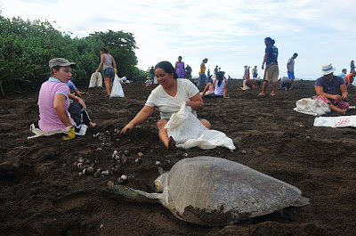 Women Collecting Sea Turtles Eggs
