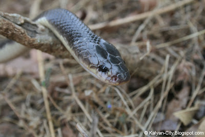 Venomous Indian Snake
