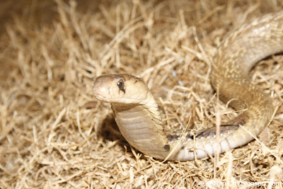 Indian Cobra Photo