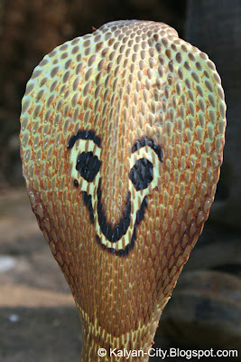 Spectacle Pattern On Hood of Cobra