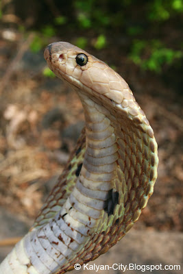 Spectacled Cobra Picture