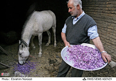 Saffron flowers fed to donkey