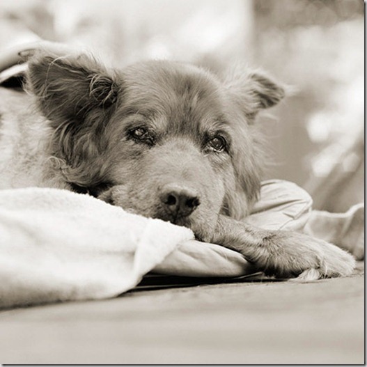 Red, Chow Mix, Age 14+