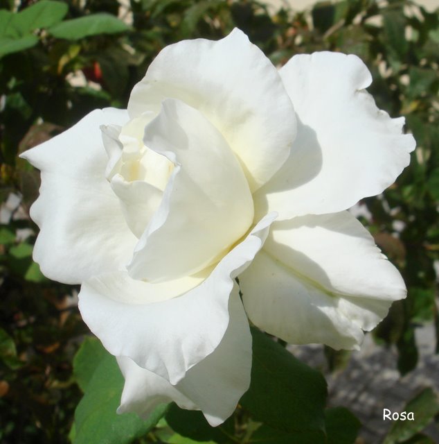 DSC09242.JPG