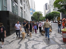 Cãonhecendo São Paulo (171)