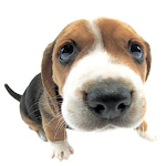 Cover Image of Download 3D Puppy HD Live Wallpaper 1.0 APK