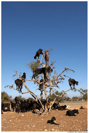 Kambing-kambing Pemanjat di Maroko