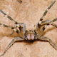 Aranhas Venenosas Do Brasil / Principais Aranhas Venenosas do Brasil | Arachnids spiders ... : Elas são divididas em duas famílias:
