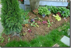 newly mulched foundation bed with coleus
