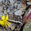 Trout Lily